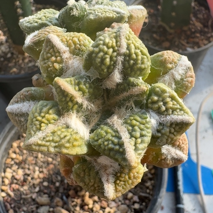 哥斯拉大优黑锦仙人球