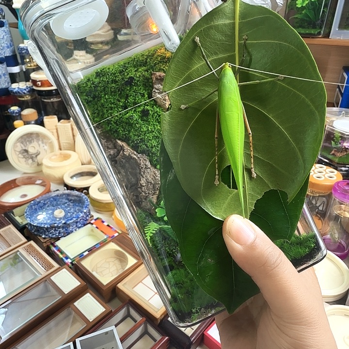 20/10盒子➕素背啊啊啊啊