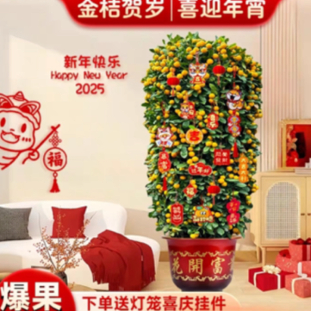 匠心缘   四季桔年宵盆栽喜庆盆景送礼好物客厅办公室养护