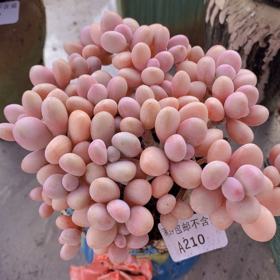 糖果桃蛋老桩有砍11cm210多肉植物