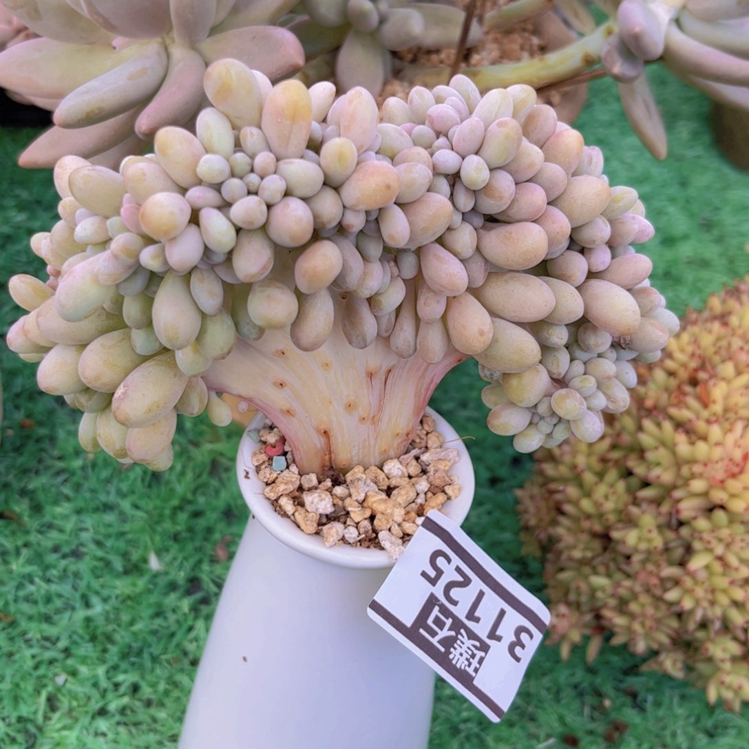 粉恋缀31125多肉植物