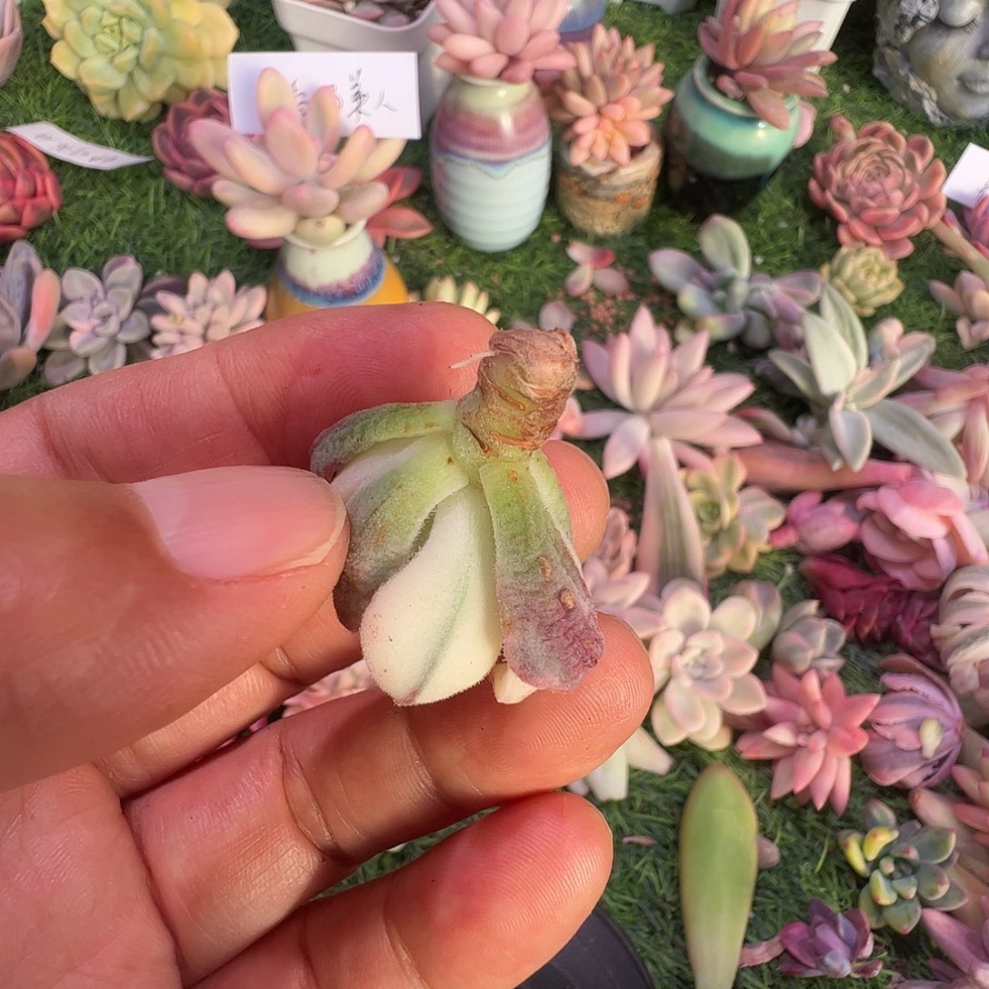 愚***鲁多肉植物多肉植物