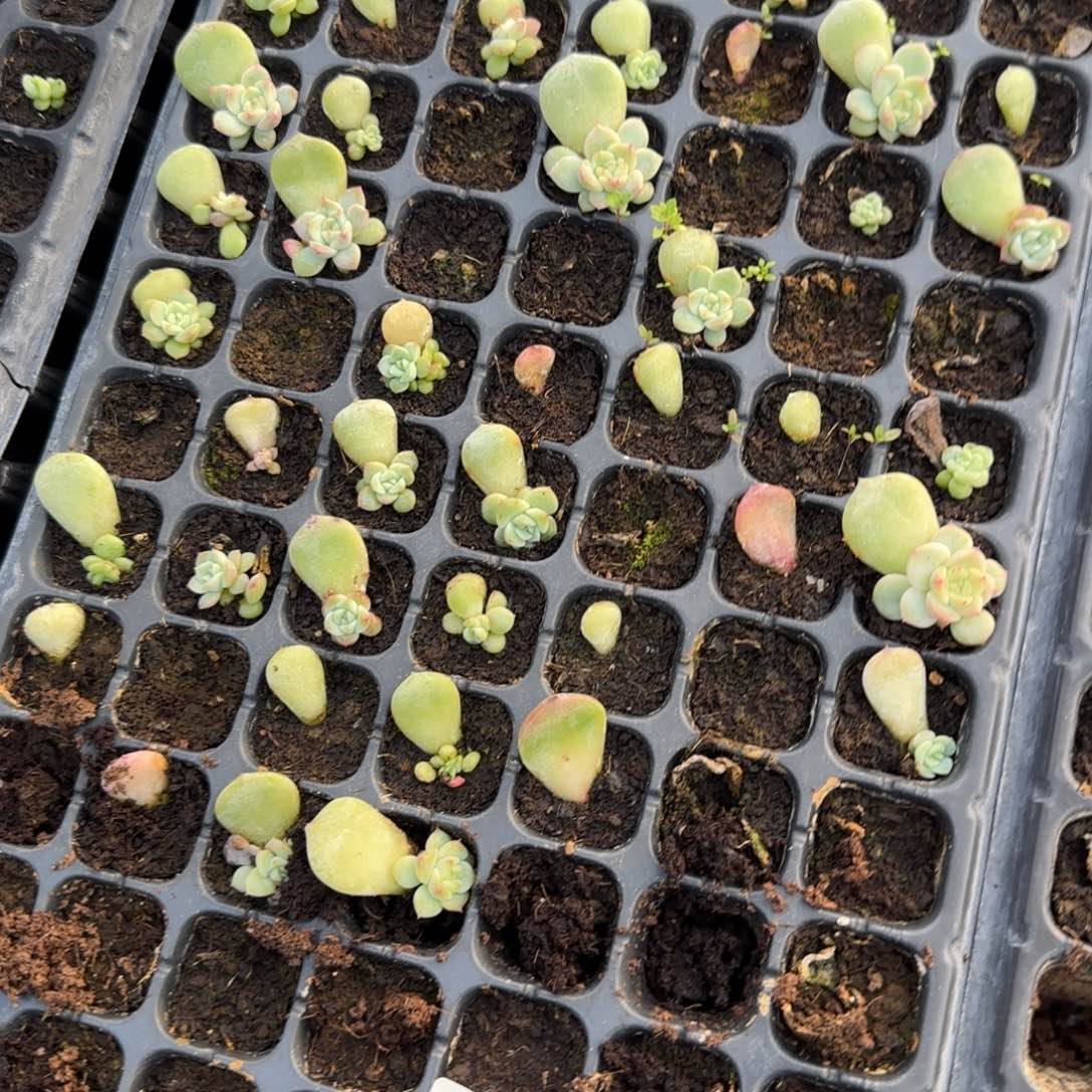 粉甜心穴5个满25包邮