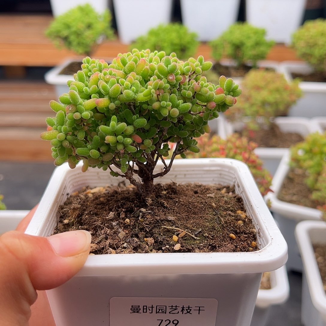 H*Y729号密橘糖球12.22多肉