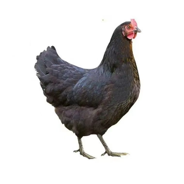 黑凤整鸡生鲜肉质鲜美到手12只