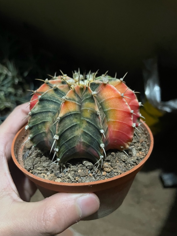 牡丹锦仙人球单头