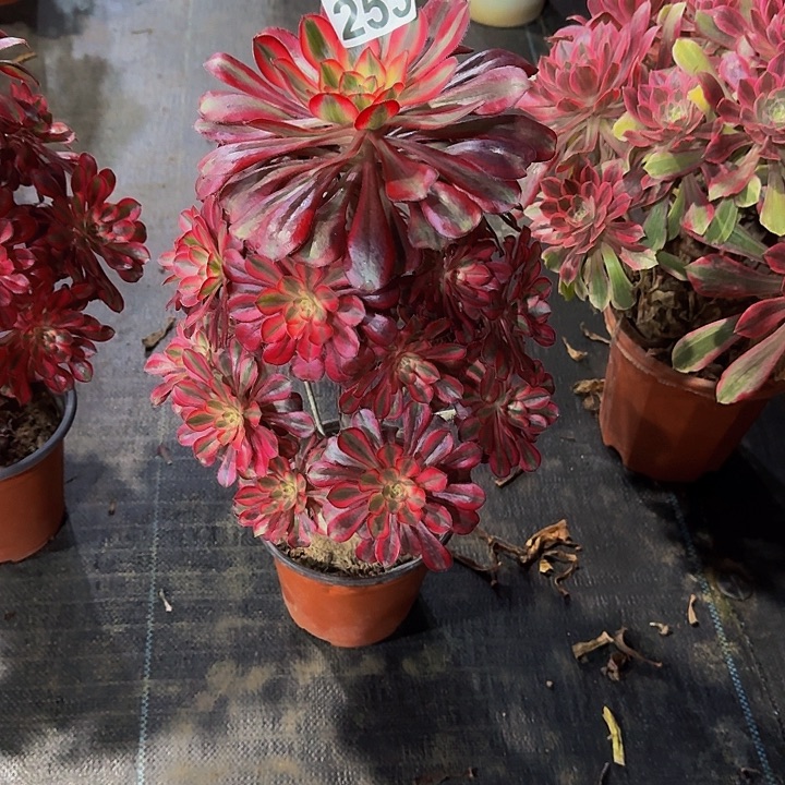 00000000000253香奈