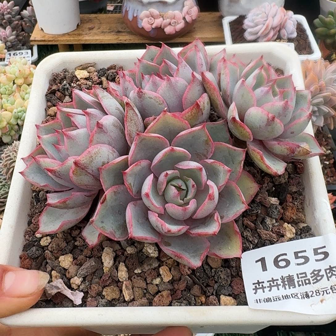 1655一物一拍（满28包邮）