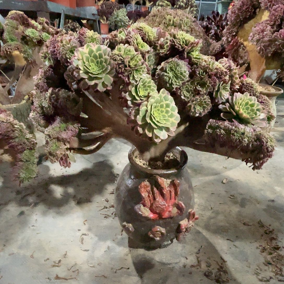 【闪购商品】无花朵别*我朝霞