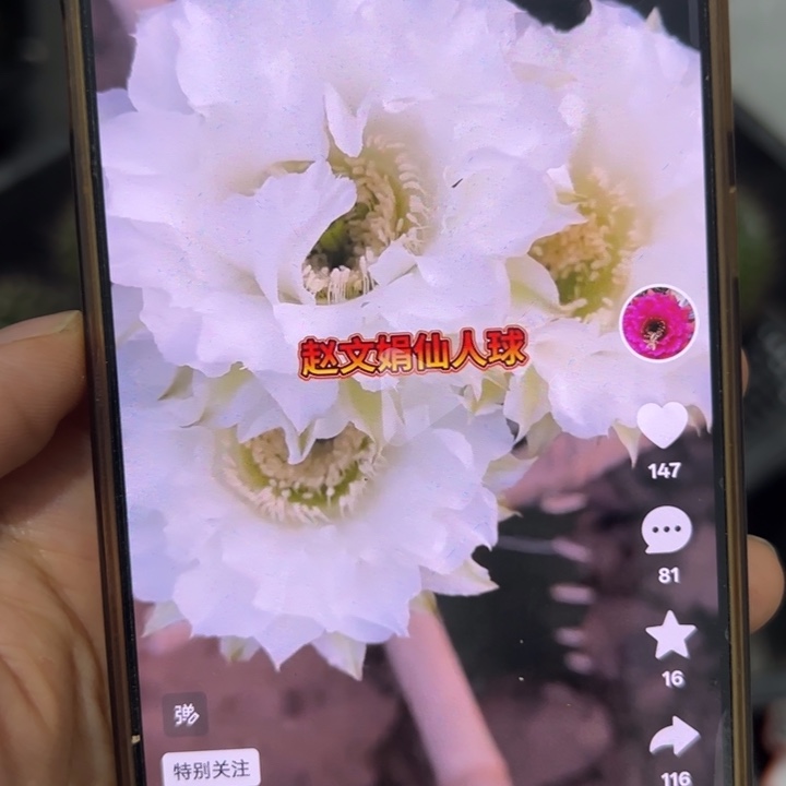 仙人球侧芽歪cc215特丑