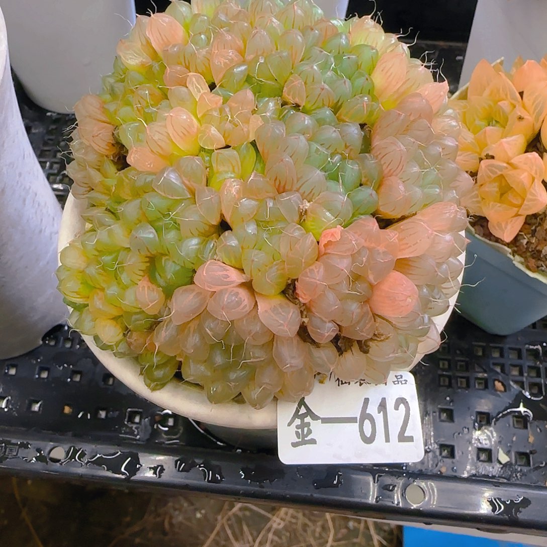 612，仙农玉露，仙农出品多肉