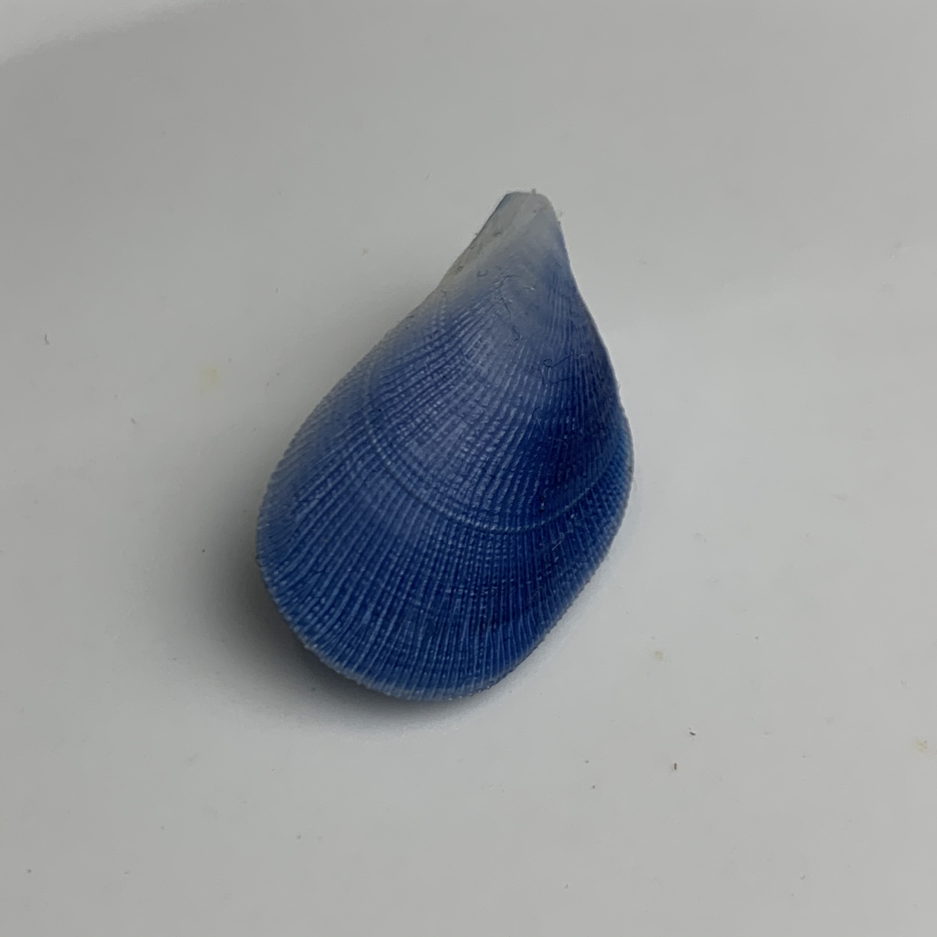 蓝贻贝精品贝壳海螺标本