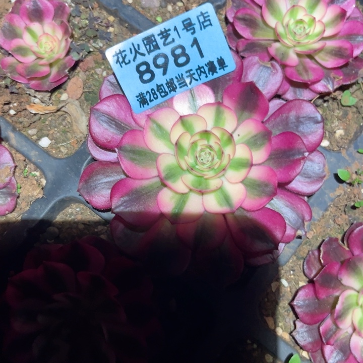 荔枝8981多肉植物