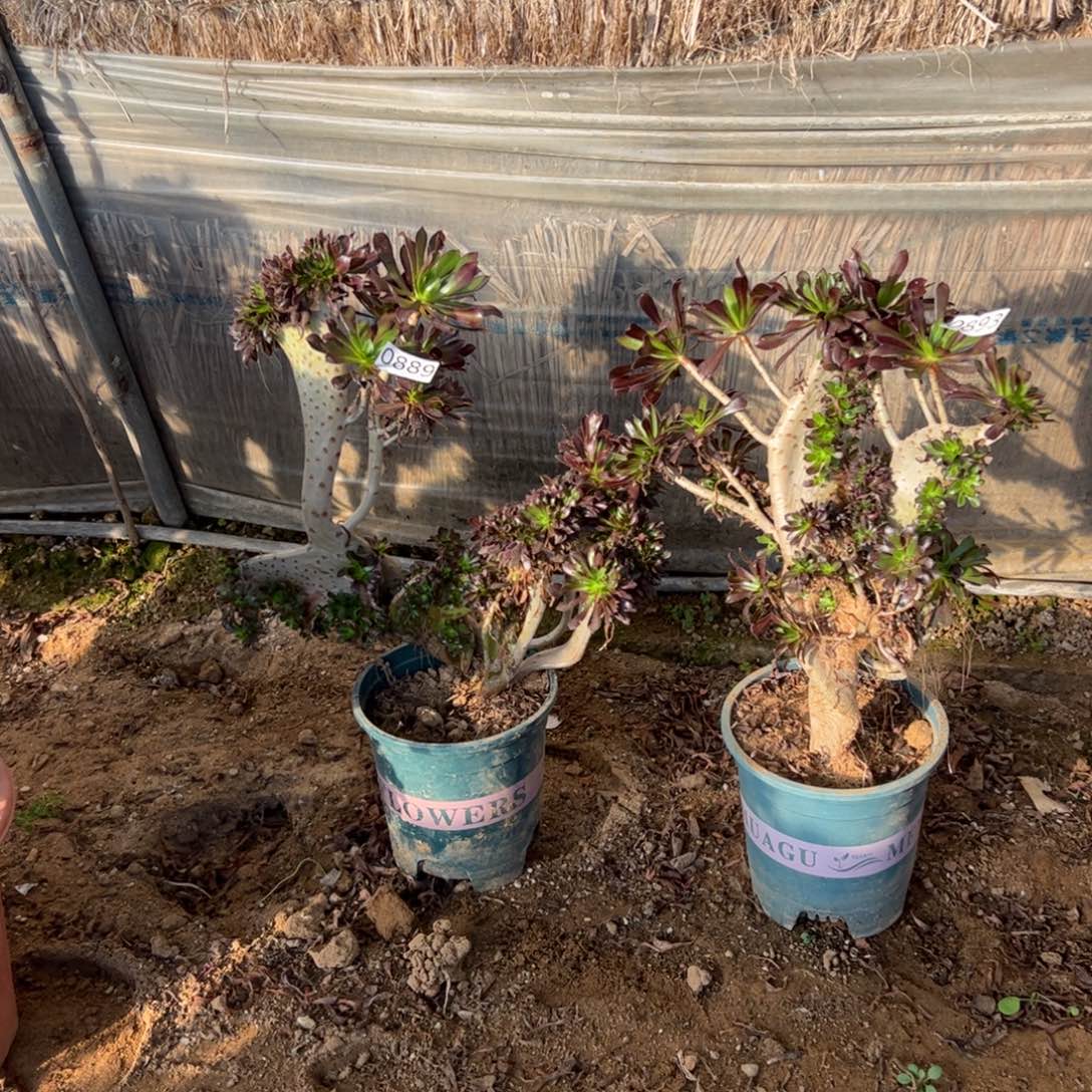 伤多两颗黑缀889.893