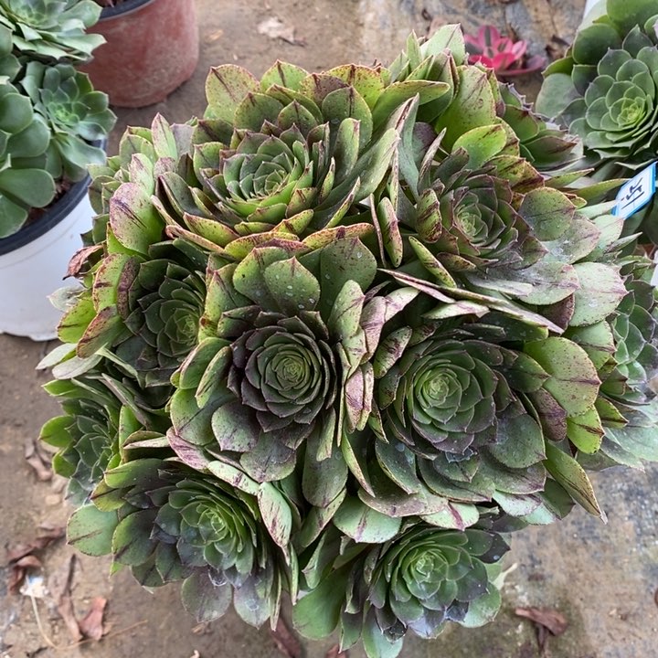 251万拉丝多肉法师