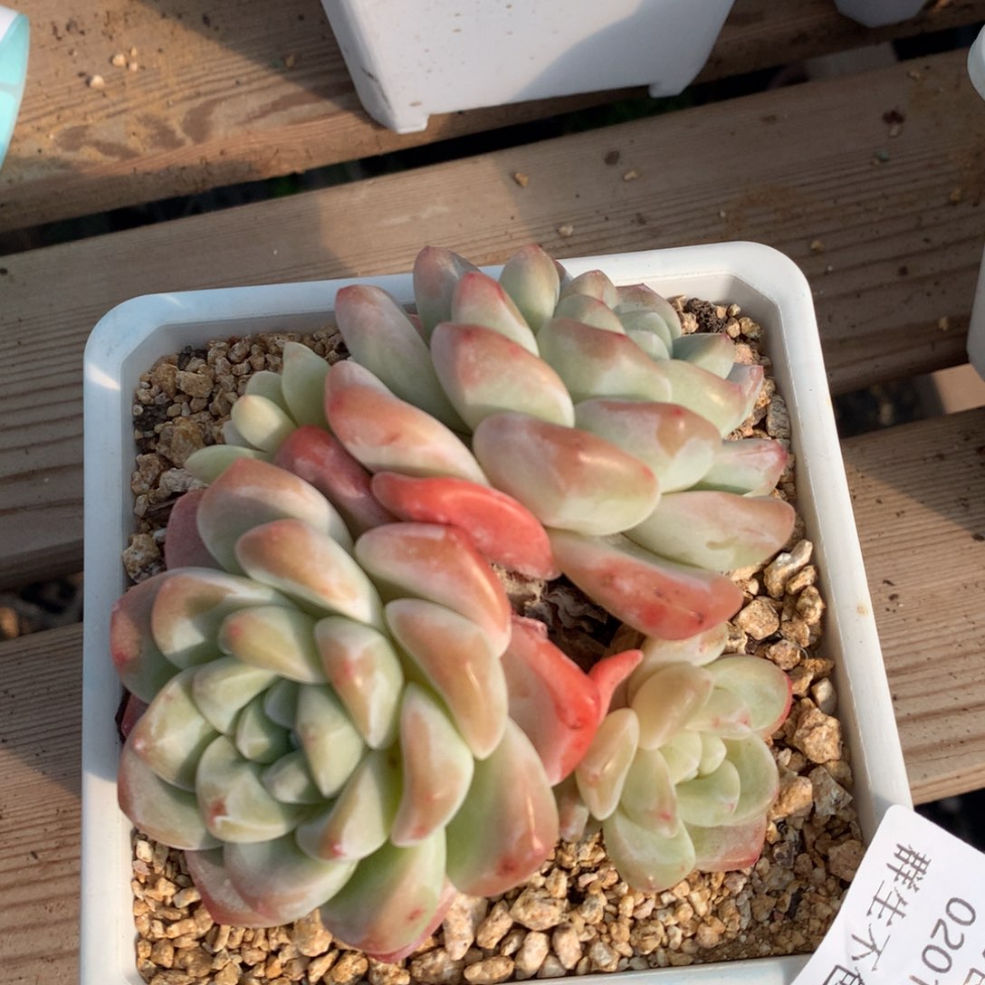 0201-65 冰玉老桩