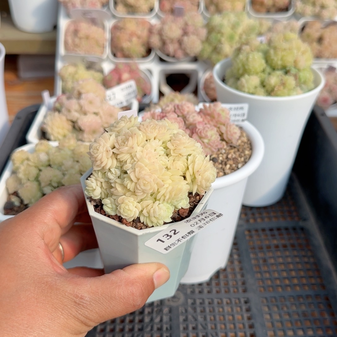 一***哦【闪购商品】0206-132（ttp-74-1）