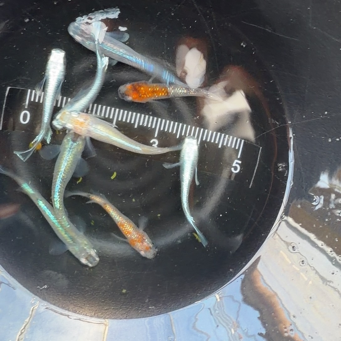 青鳉鱼观背青鳉30