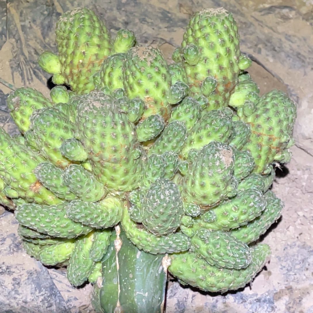 瓦***拉勾宝 嫁接 无根 群 