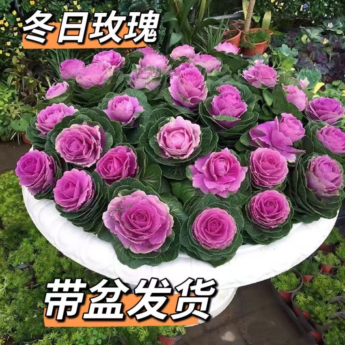 ［玫瑰甘蓝/13cm盆］耐寒观叶植物适合阳台庭院多年生羽衣甘蓝