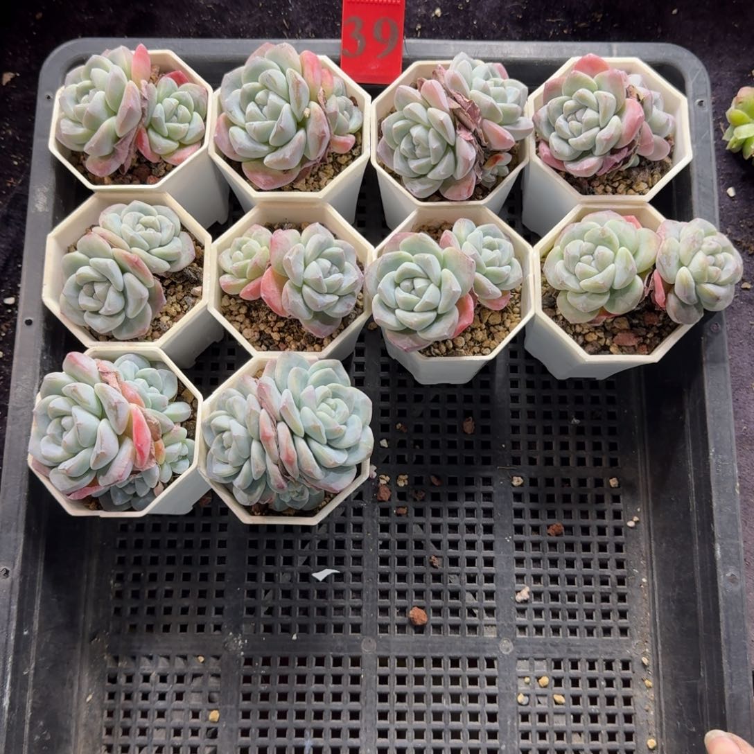 冰玉10颗带盆发39号