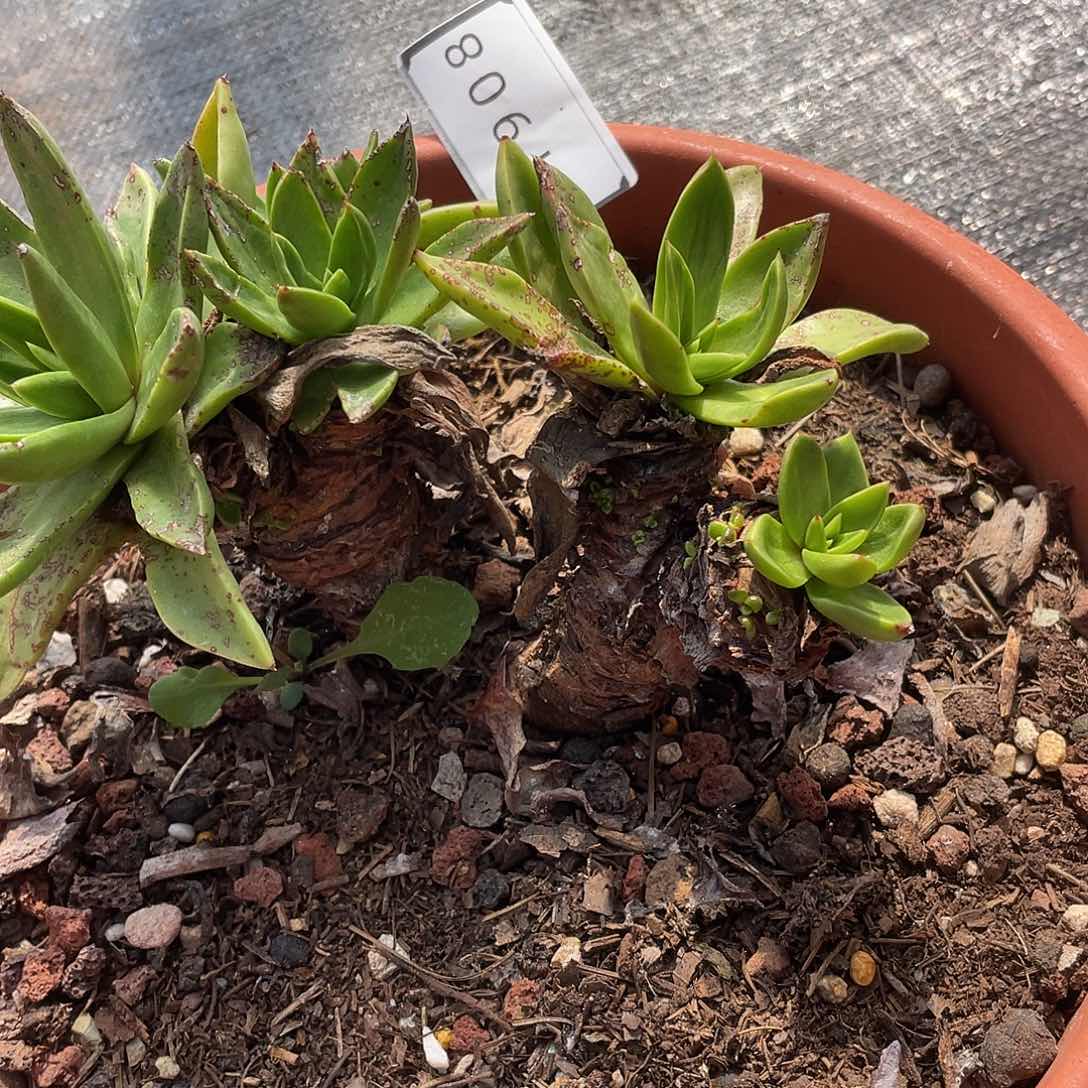 青钢苹果叶瑕疵特价不售后11908