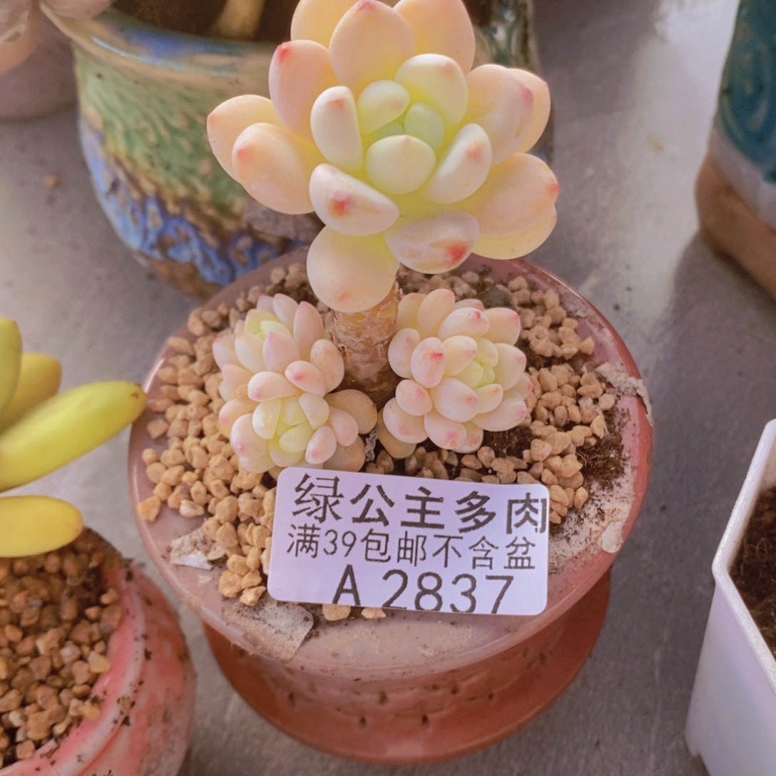 白底樱花罗琦3cm2837多肉植物