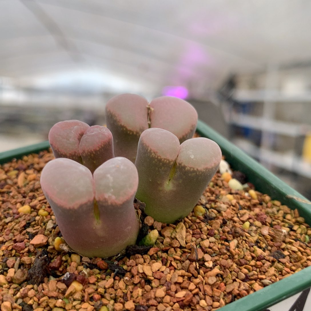 k****号049福利母本一颗