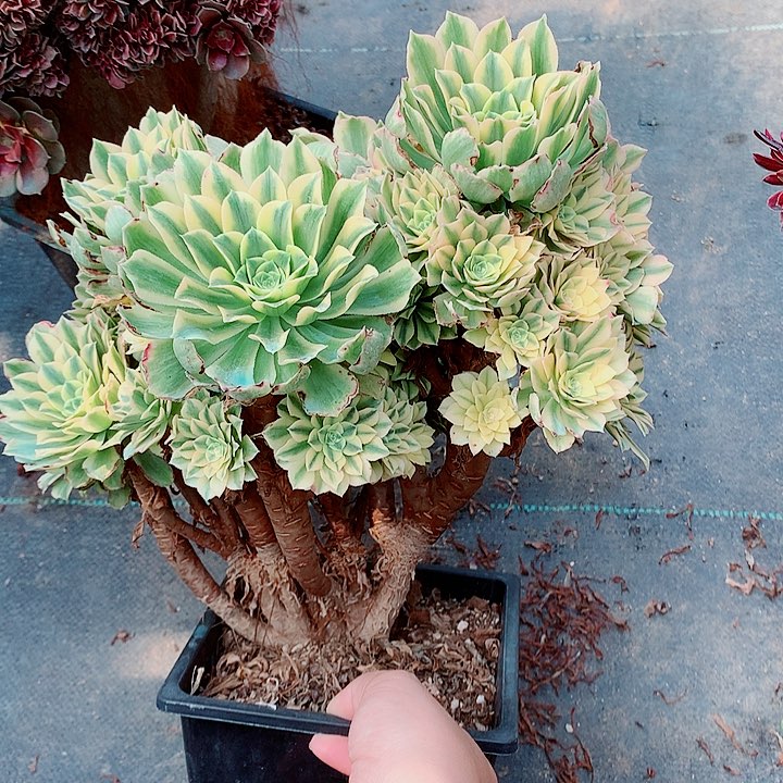 碧玉朵朵脱土发货啊