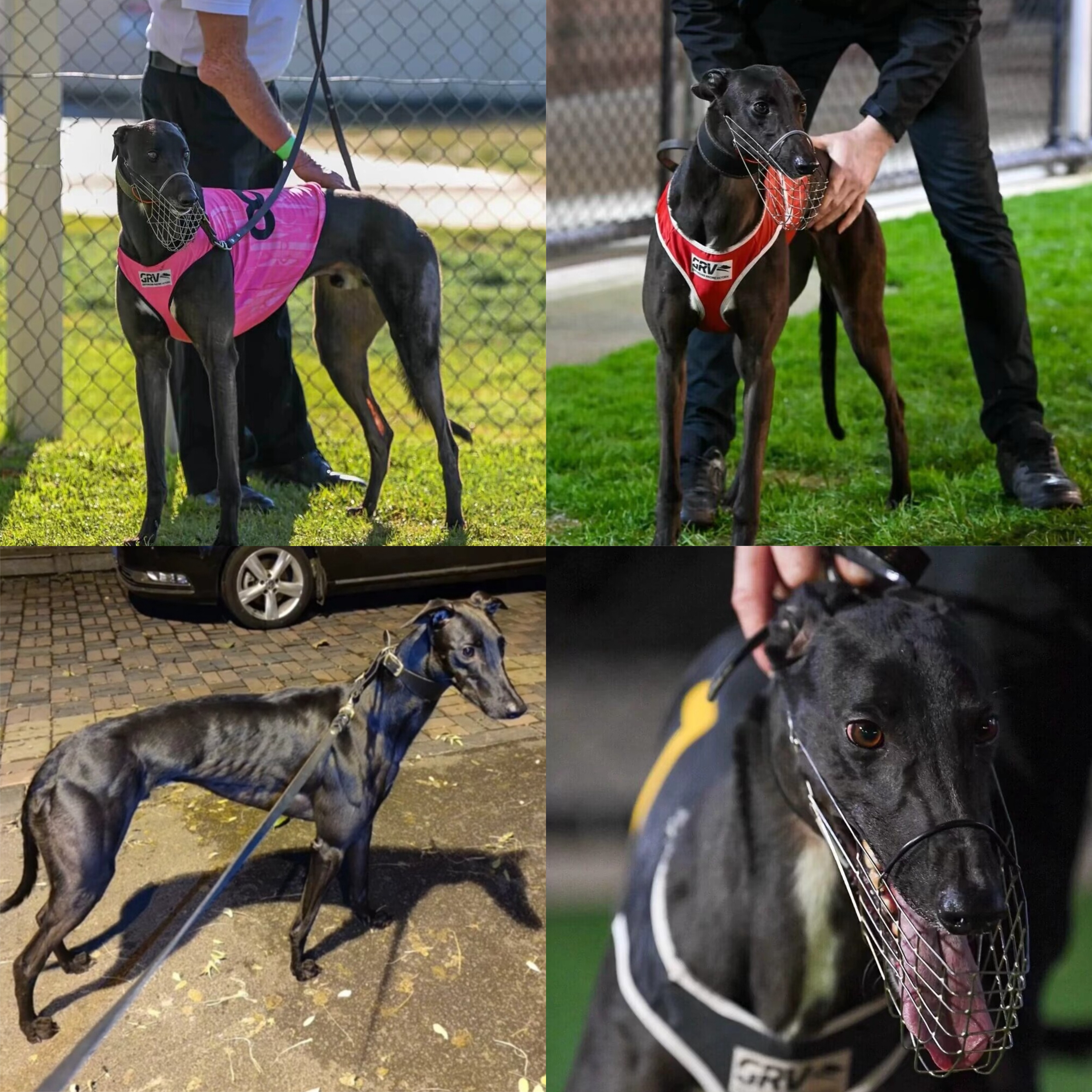 （小张的细狗）T狗狗活体