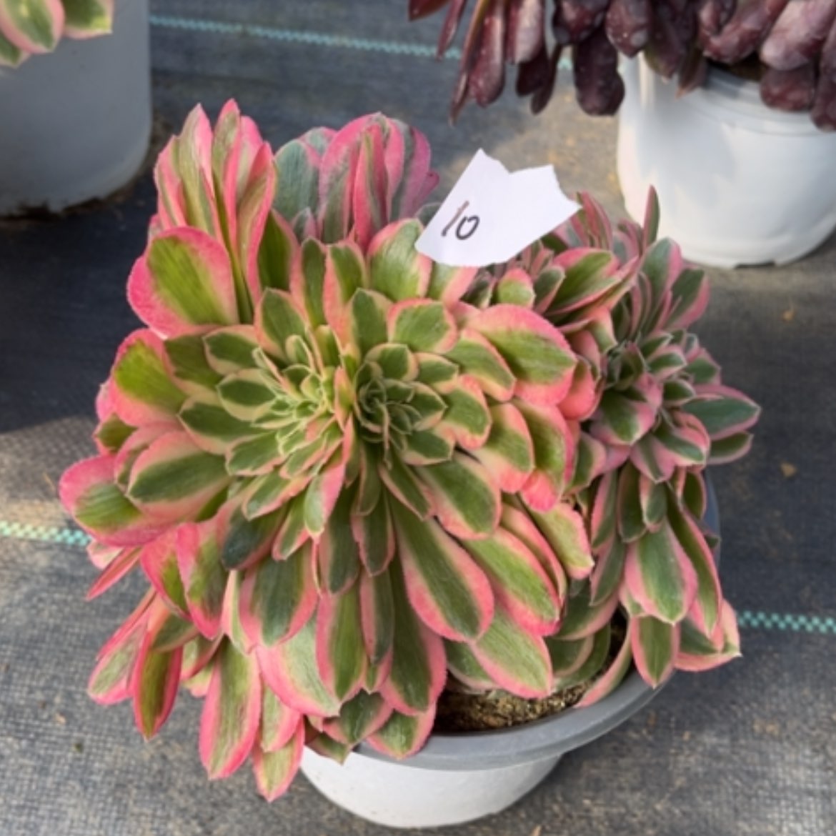 【闪购商品】10粉女巫缀多肉法师