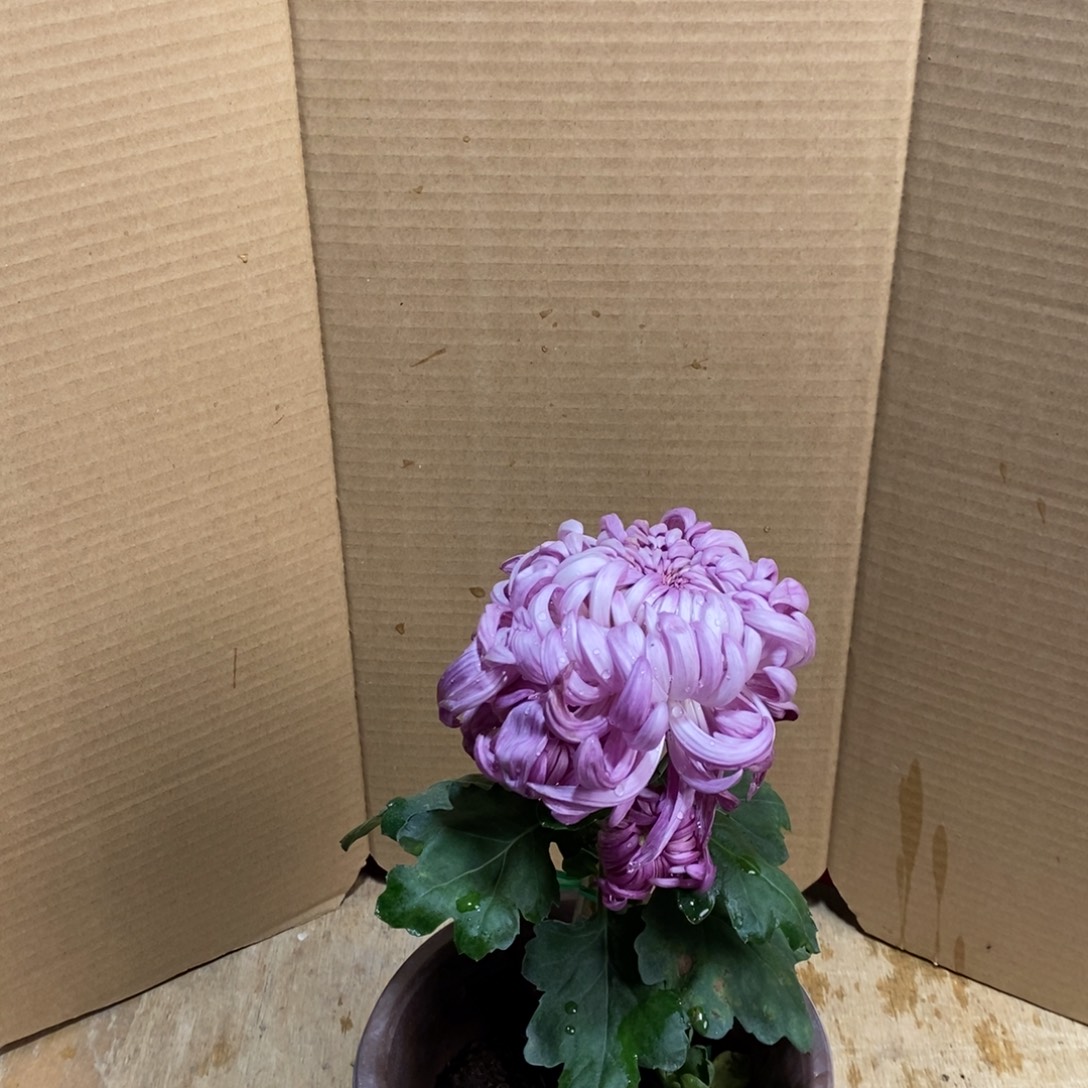 完全开放0000000998