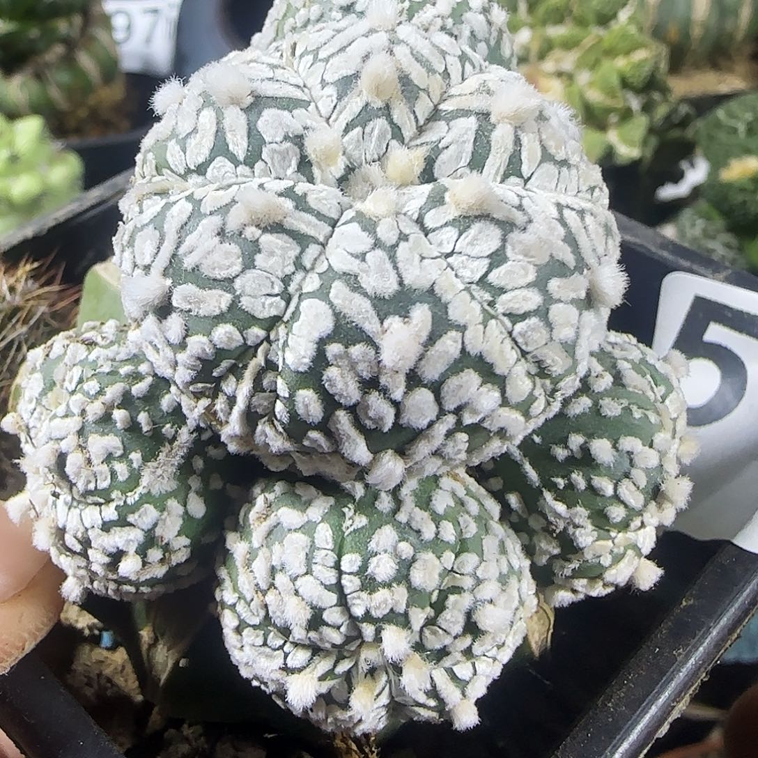 V兜群头513仙人球开花