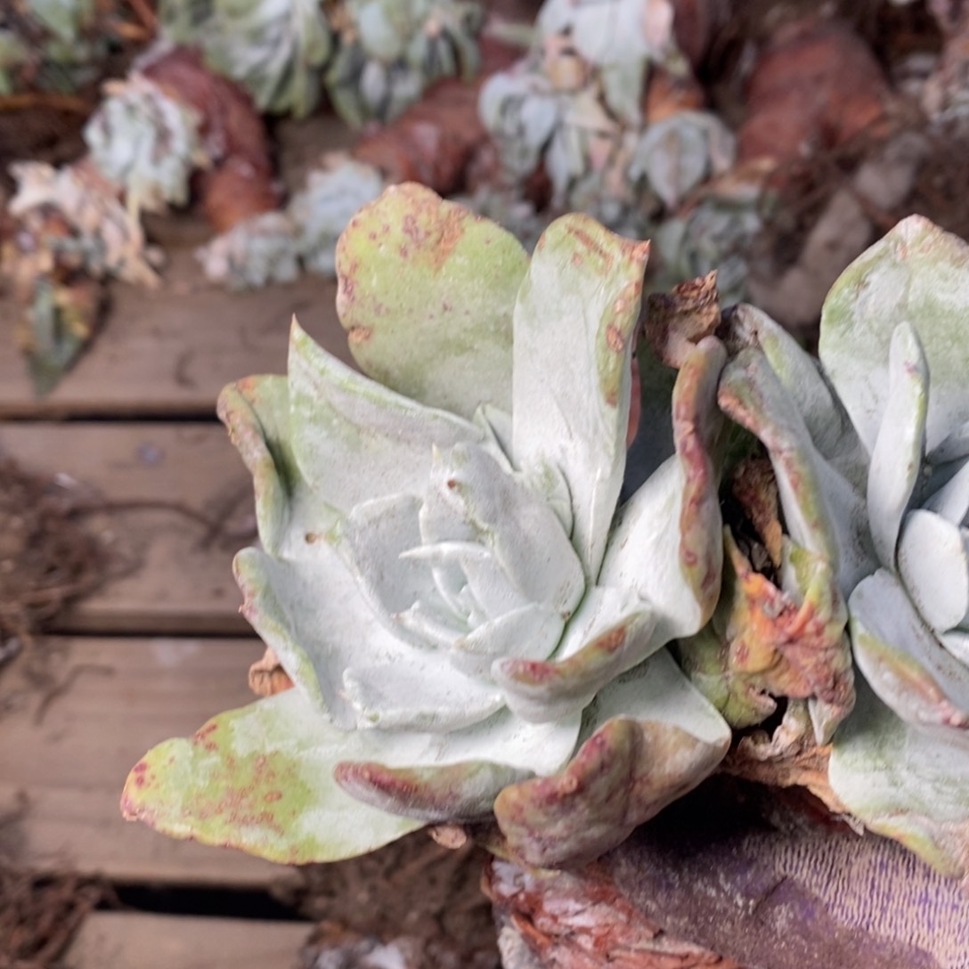 2158花哈哈哈哈哈哈哈哈哈哈哈哈