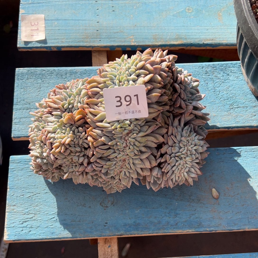 医***c星影小树缀化呀呀呀呀呀呀呀呀