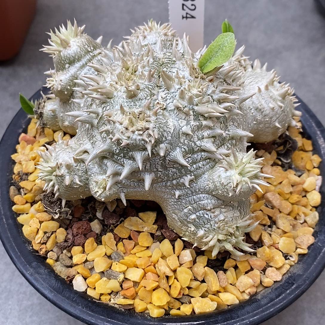 G1324花有转盘快跟植物