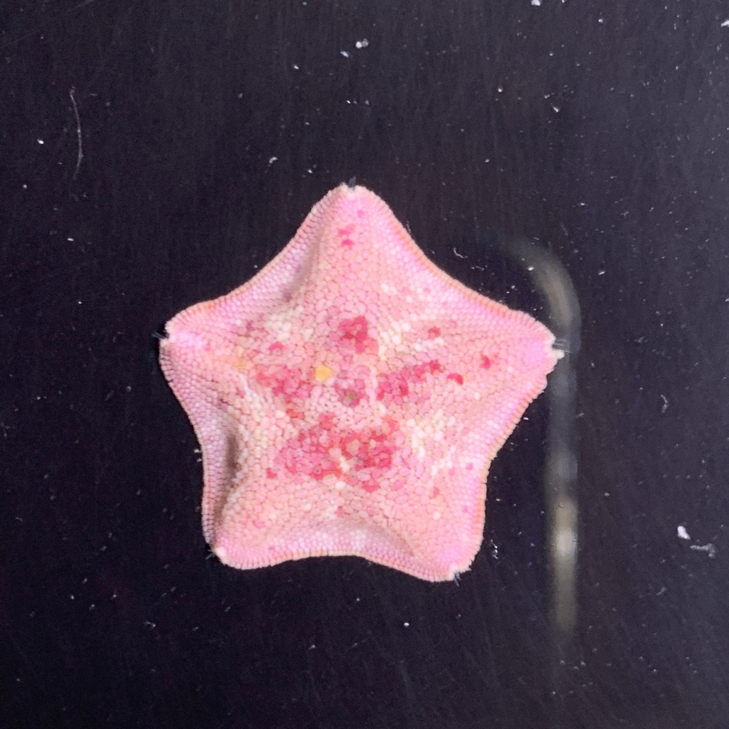 桌面装饰品海星1颗装