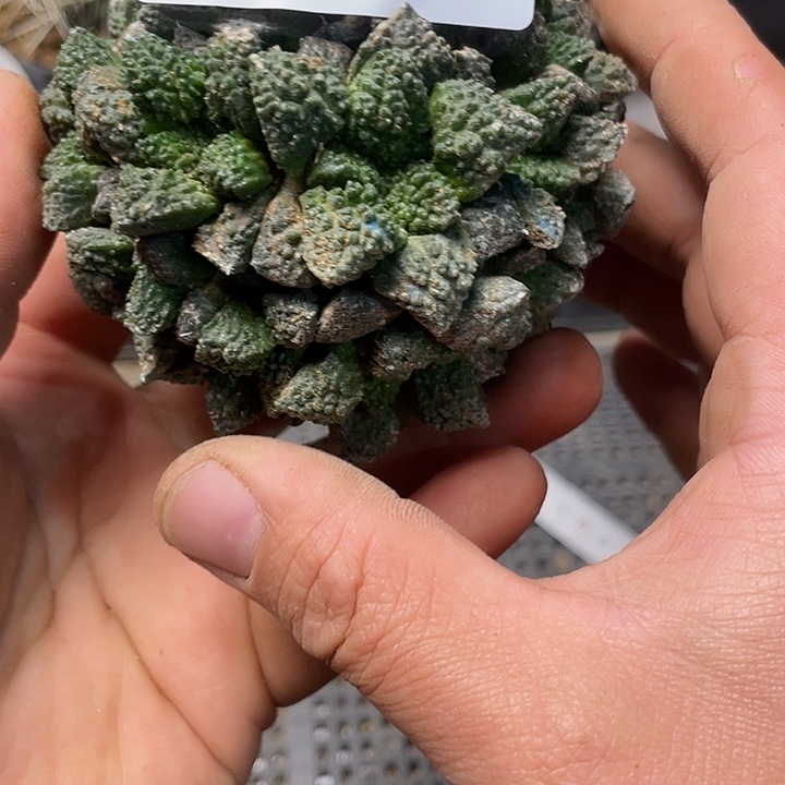 完全开放534哥斯拉多头