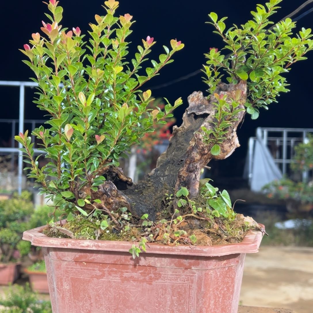 以实际为准山采红芽赤楠