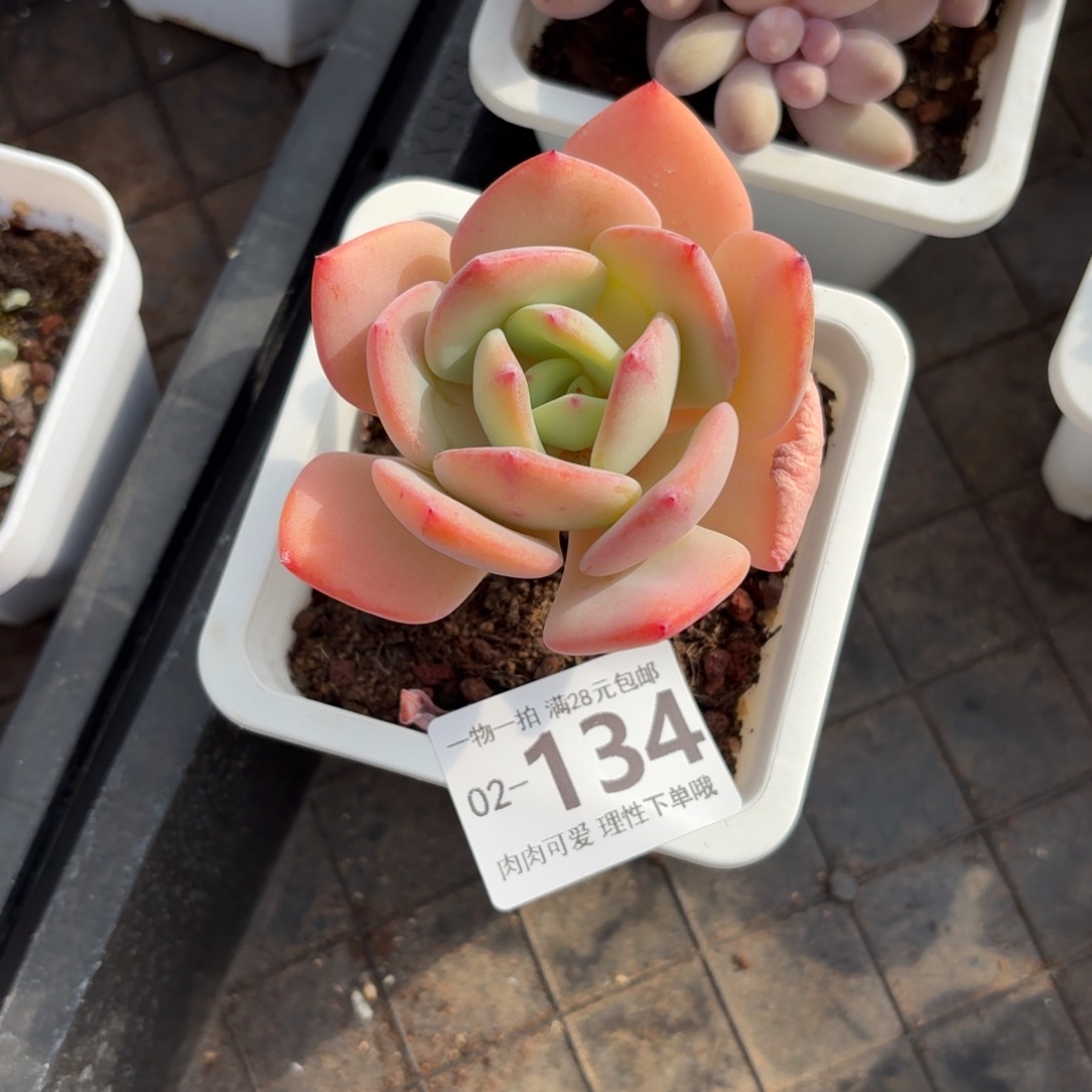 白月光无盆土发货无