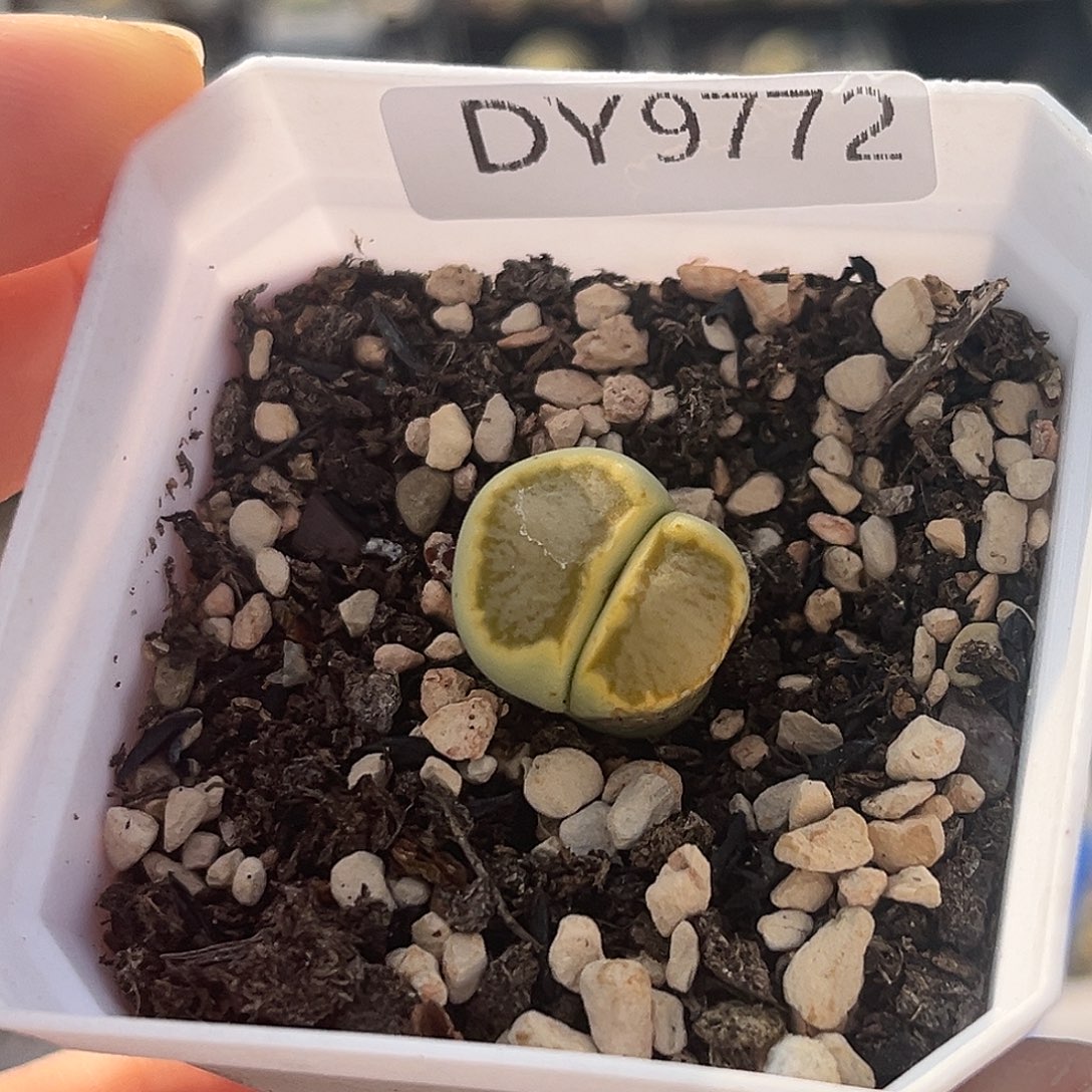 一物一拍绿菊9772