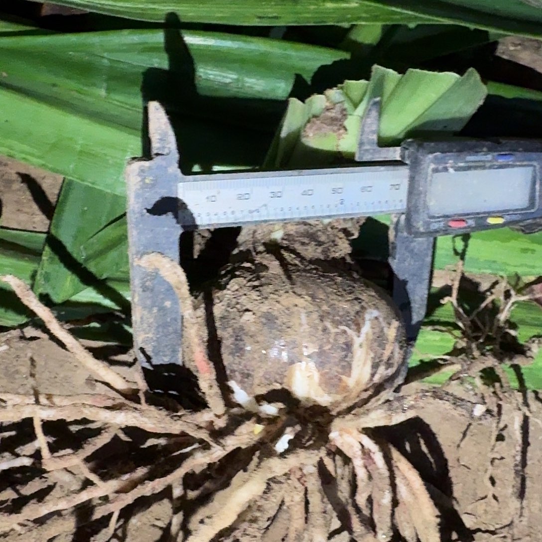 镶边石竹7厘米裸根一棵