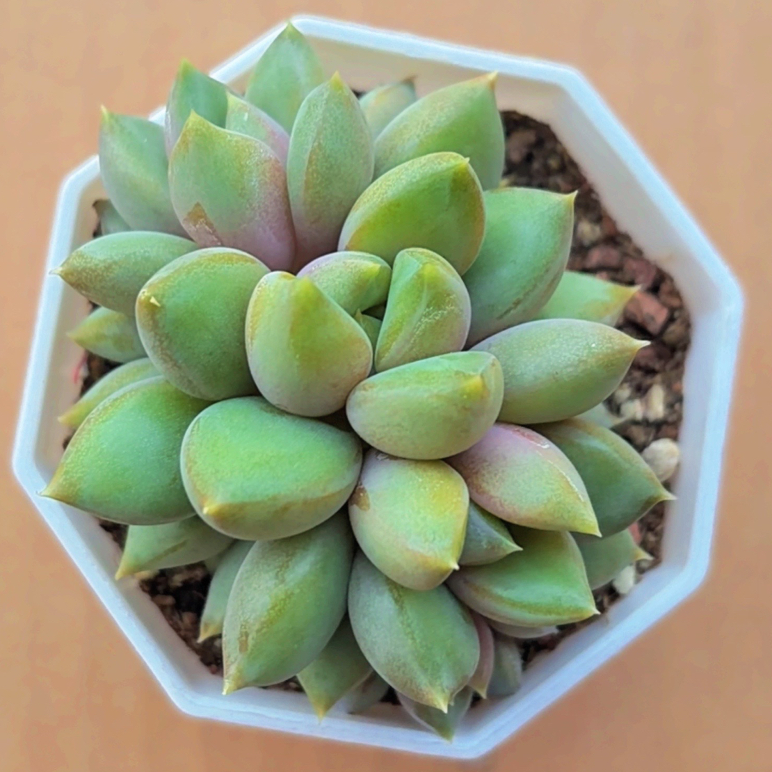 七方红象牙（满12.9包邮）