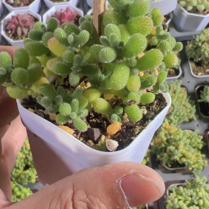 翡翠精品多肉植物