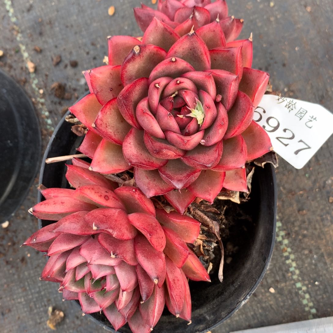 6927杂交多肉老桩