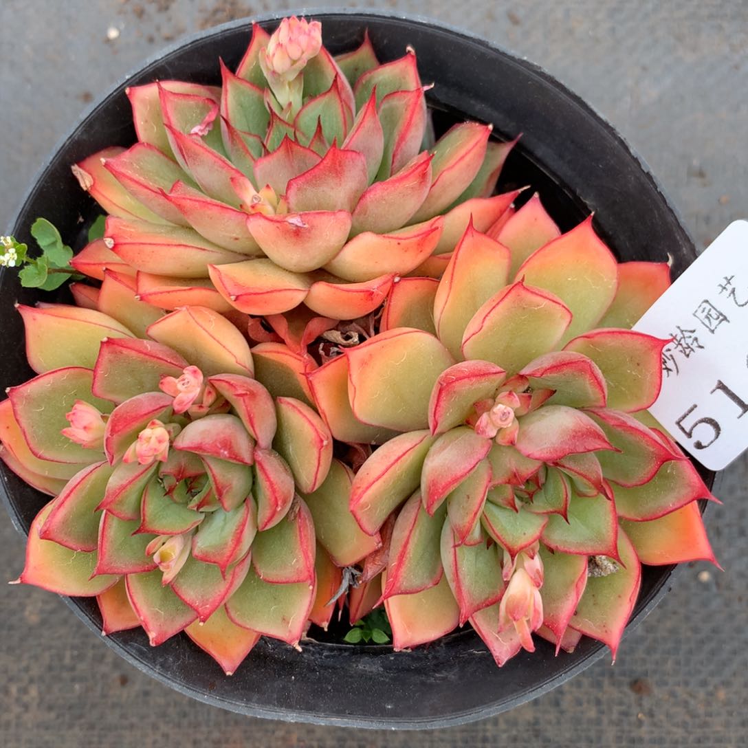 5167杂交精品基地10厘米