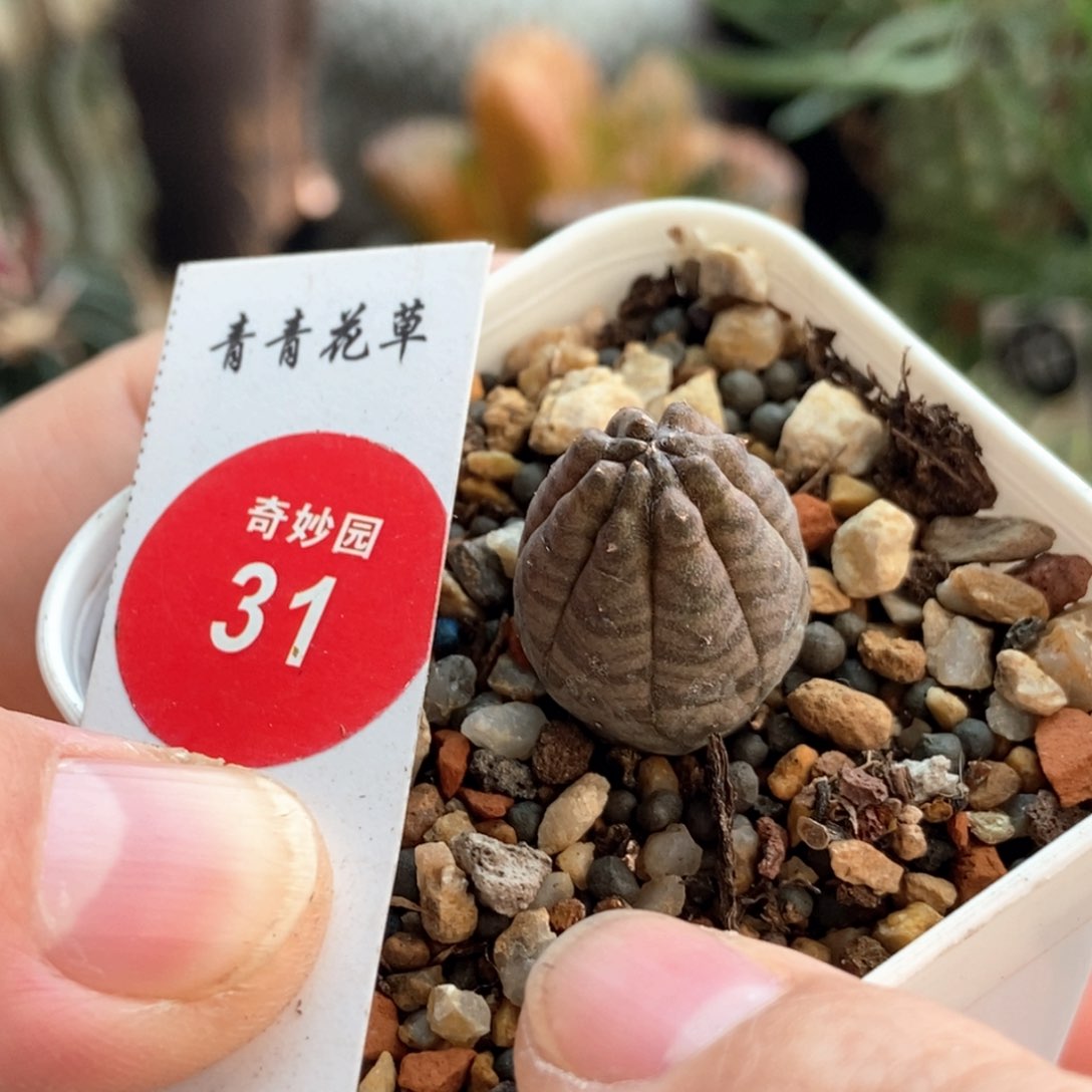 实生欧系斑马布纹球1.5cm