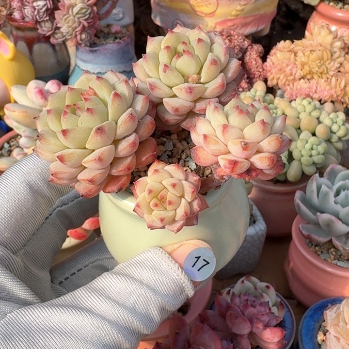 17 多肉含盆土 满30元包 除偏远