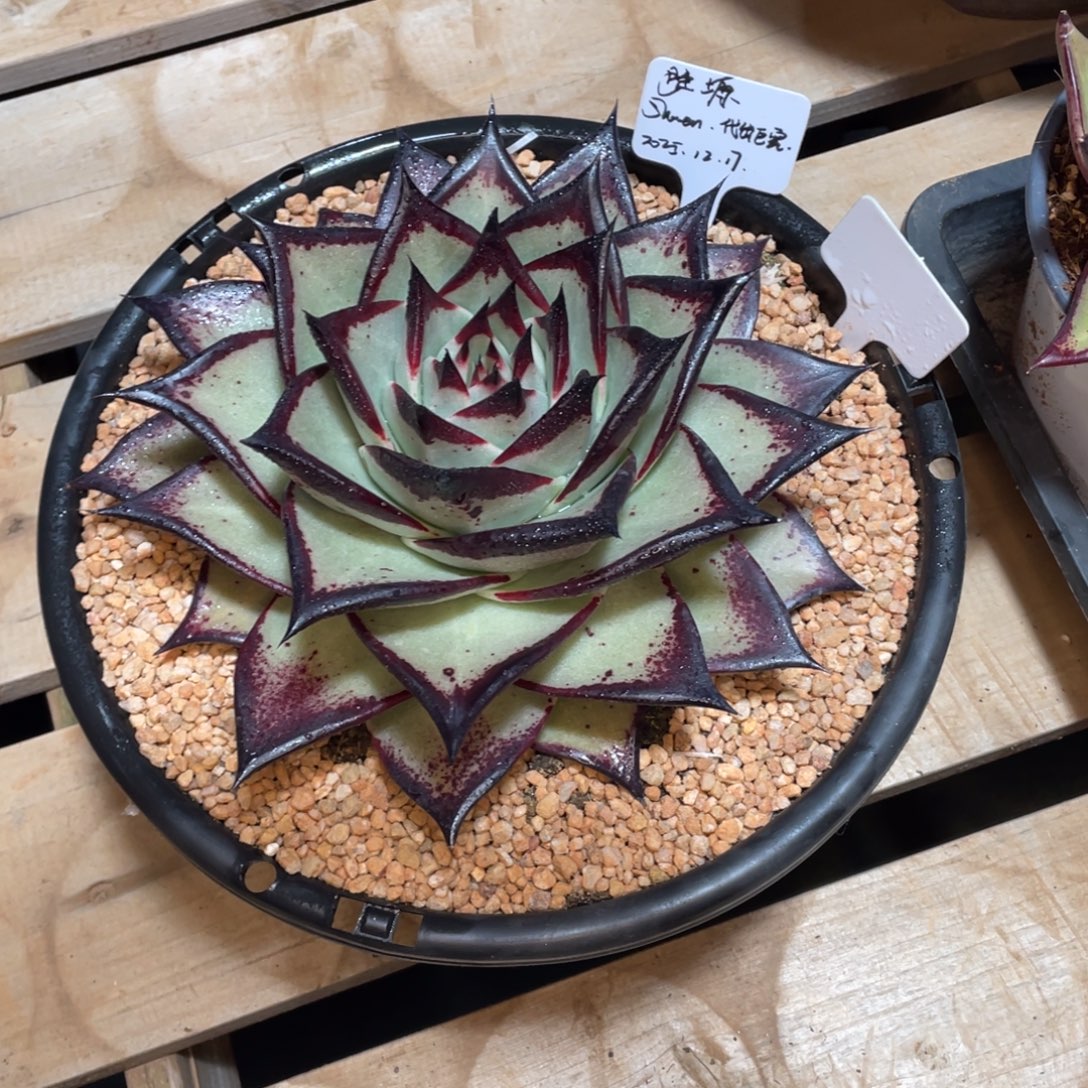 胜***塬多肉植物，山人园艺