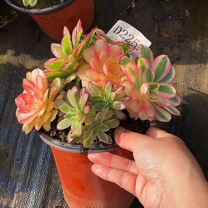 2252海神多肉母本无售后